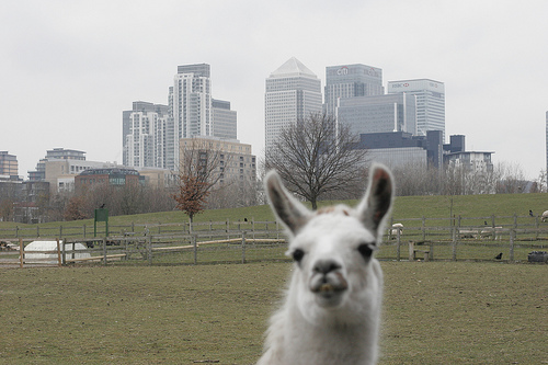 Llama